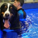 Water4Dogs Rehabilitation Center
