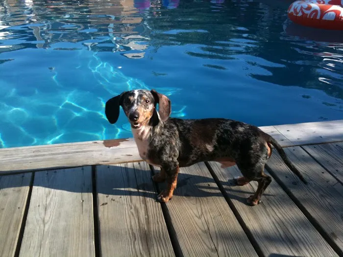 Water4Dogs Rehabilitation Center Picture 7