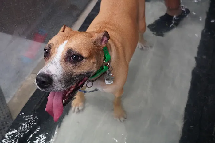 Water4Dogs Rehabilitation Center Picture 8