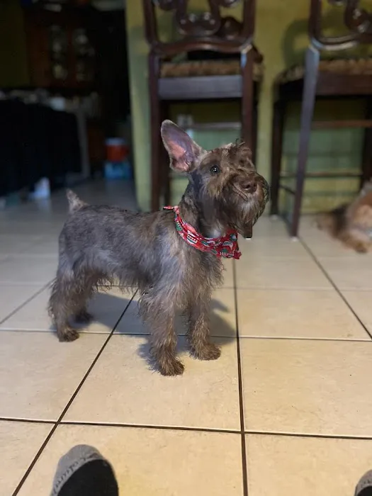 Palace Pickney Pets Picture 1