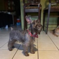 Palace Pickney Pets ico