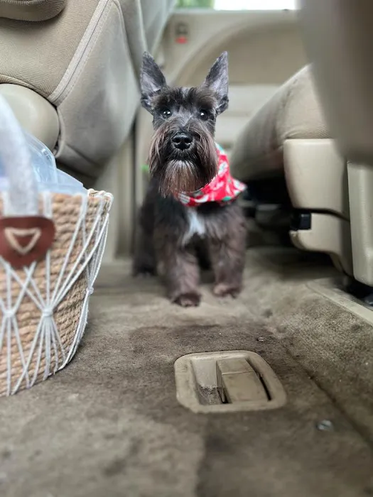 Palace Pickney Pets Picture 3