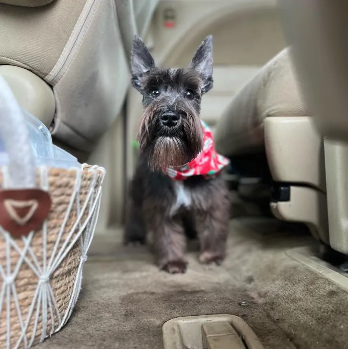 Palace Pickney Pets Picture 2