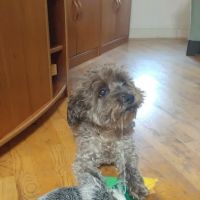Animal Infirmary of Hoboken ico