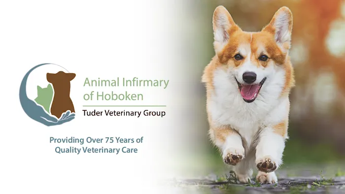 Animal Infirmary of Hoboken Picture 3