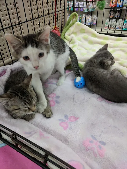 Pet Supermarket Picture 2