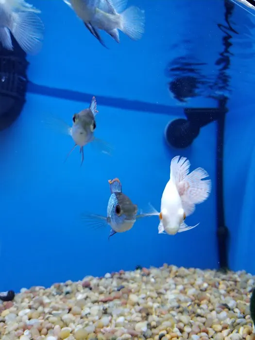 Pet Supermarket Picture 5