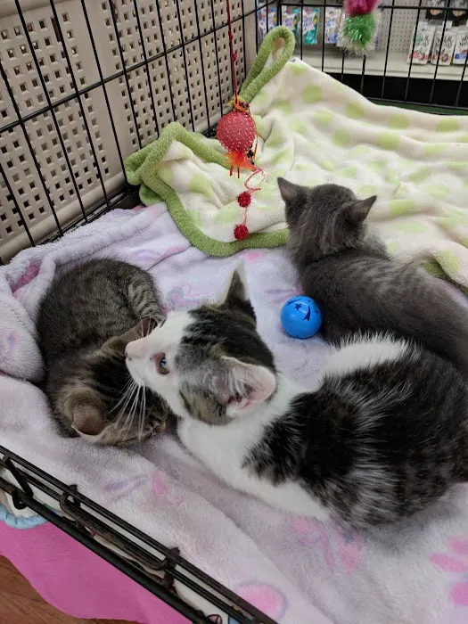 Pet Supermarket Picture 9