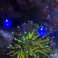 Crystal Oceans ico