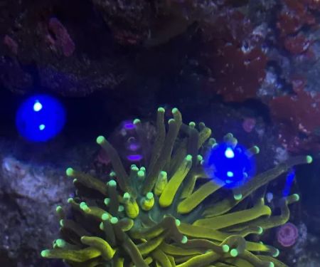 Crystal Oceans