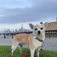 Hoboken Animal Hospital Pa: Martin Emmanuelle DVM ico