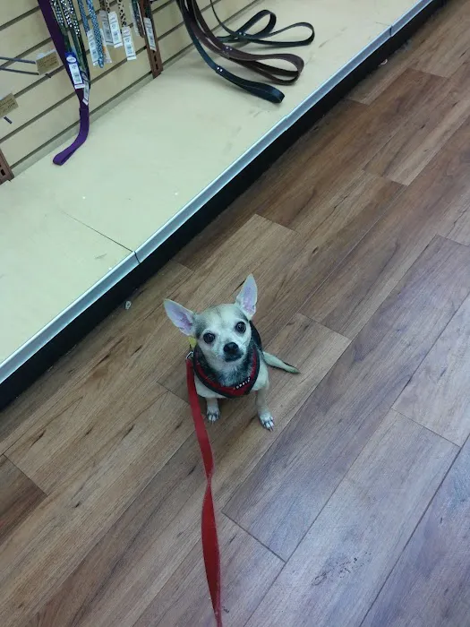 Pet Supermarket Picture 10
