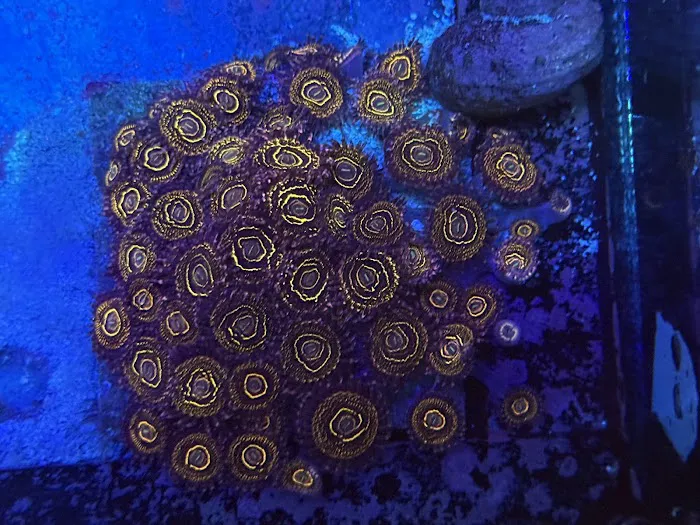 Reefs Edge Aquatics Picture 4