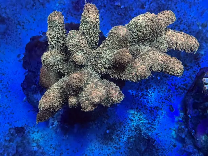 Reefs Edge Aquatics Picture 5
