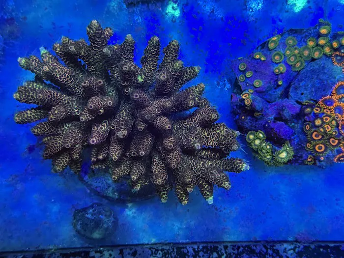 Reefs Edge Aquatics Picture 7