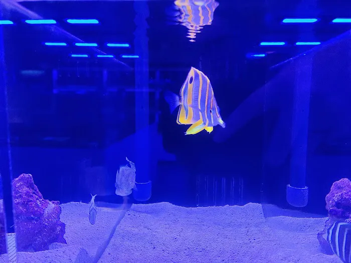Reefs Edge Aquatics Picture 10