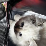 Furry Dream Cattery