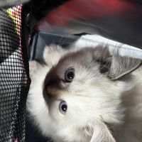 Furry Dream Cattery ico