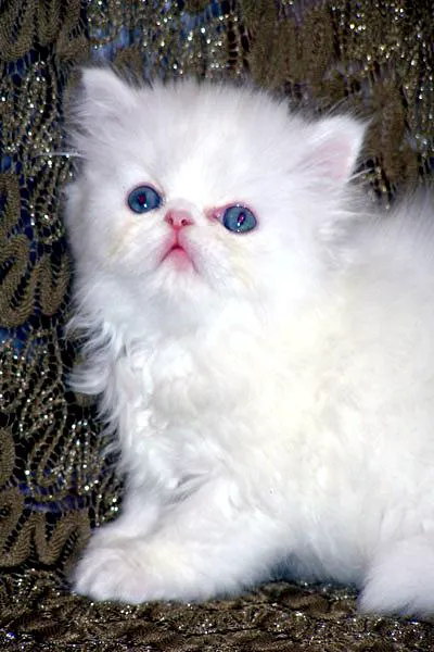 Furry Dream Cattery Picture 2