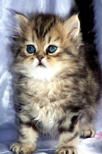Furry Dream Cattery Picture 3