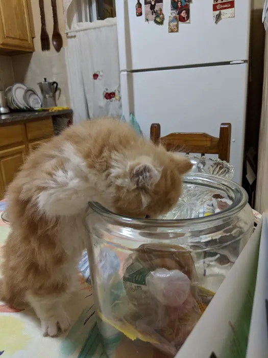 Furry Dream Cattery Picture 4
