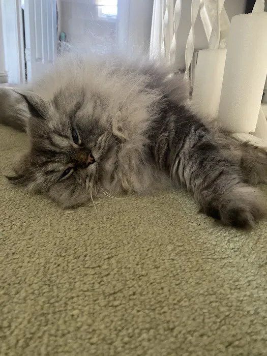 Furry Dream Cattery Picture 7