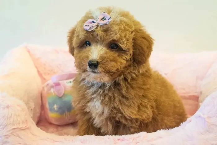 Paradise Puppies Picture 1