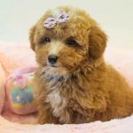 Paradise Puppies