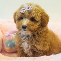 Paradise Puppies ico