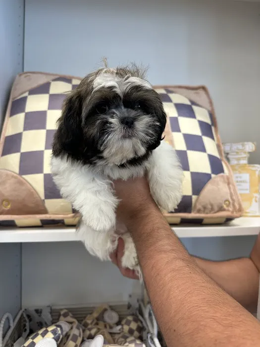 Paradise Puppies Picture 4