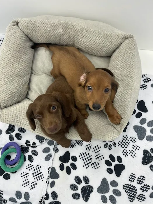 Paradise Puppies Picture 6