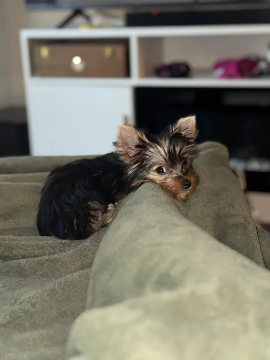 Paradise Puppies Picture 8