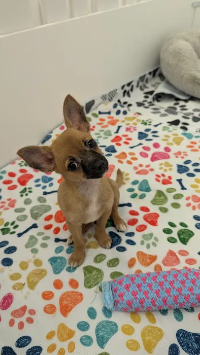 Paradise Puppies Picture 10