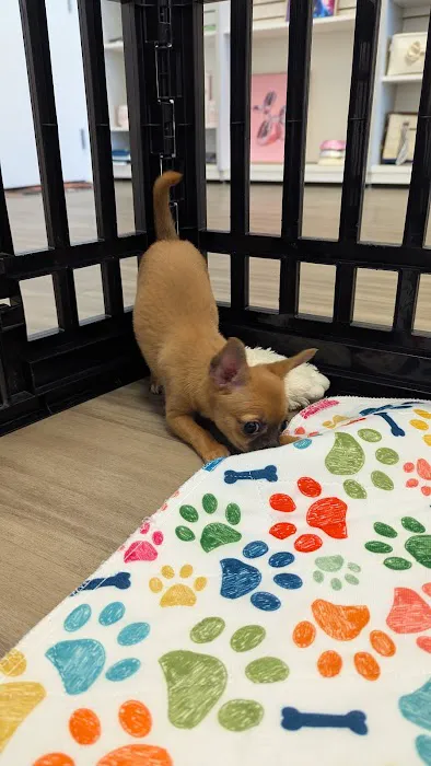 Paradise Puppies Picture 7