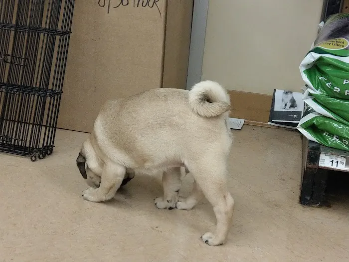 Petco Vaccination Clinic Picture 2