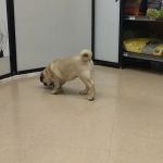Petco Vaccination Clinic