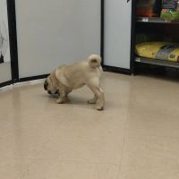 Petco Vaccination Clinic ico