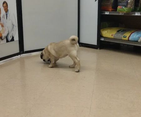 Petco Vaccination Clinic