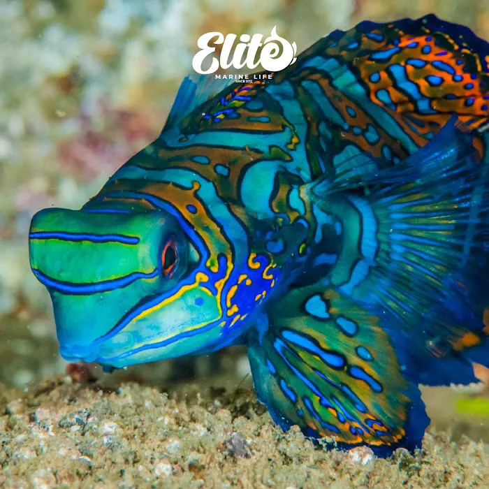 MarineLife by Captive Seas, formerly Elite MarineLife Picture 4