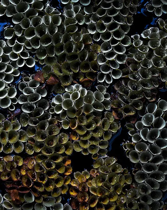 MarineLife by Captive Seas, formerly Elite MarineLife Picture 7