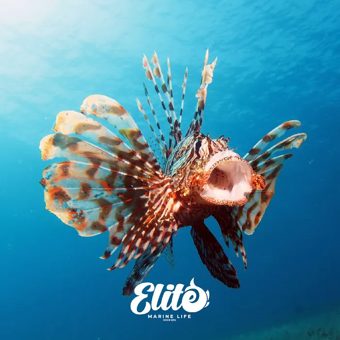 MarineLife by Captive Seas, formerly Elite MarineLife Picture 9