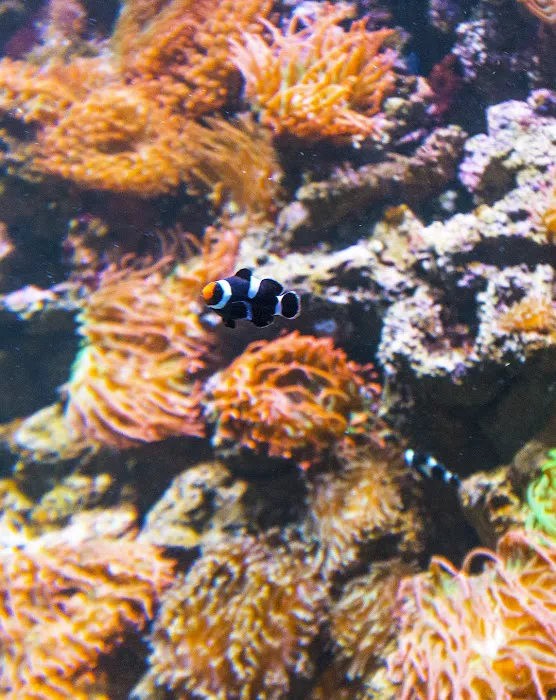 MarineLife by Captive Seas, formerly Elite MarineLife Picture 10