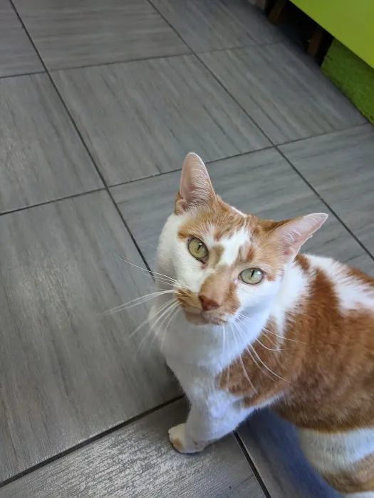 PAWSitive Veterinary of New York Picture 1