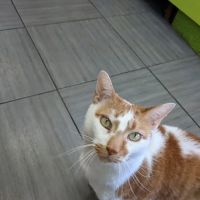 PAWSitive Veterinary of New York ico