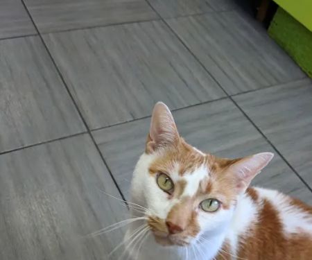 PAWSitive Veterinary of New York