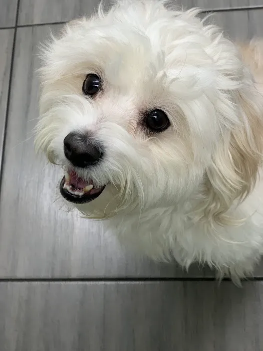 PAWSitive Veterinary of New York Picture 2