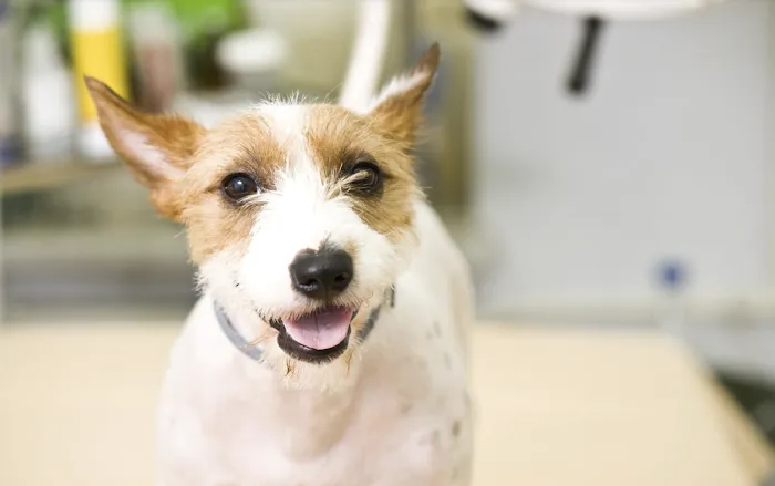 PAWSitive Veterinary of New York Picture 3