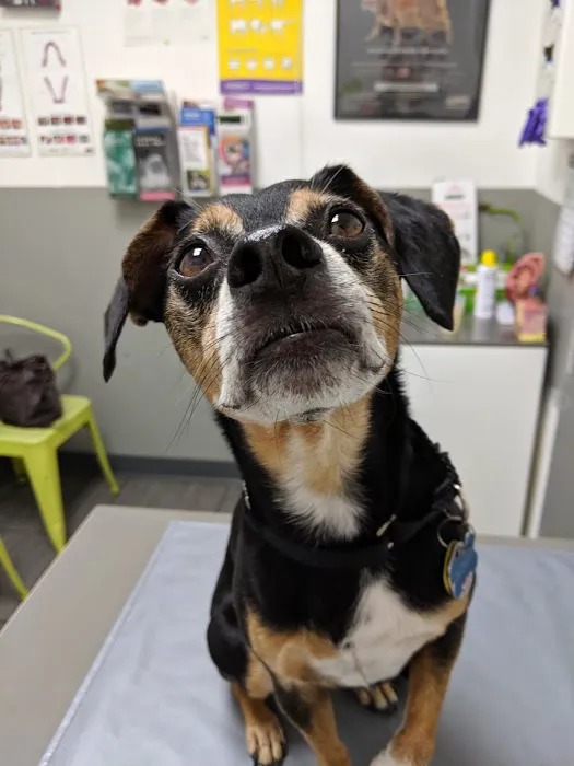 PAWSitive Veterinary of New York Picture 5