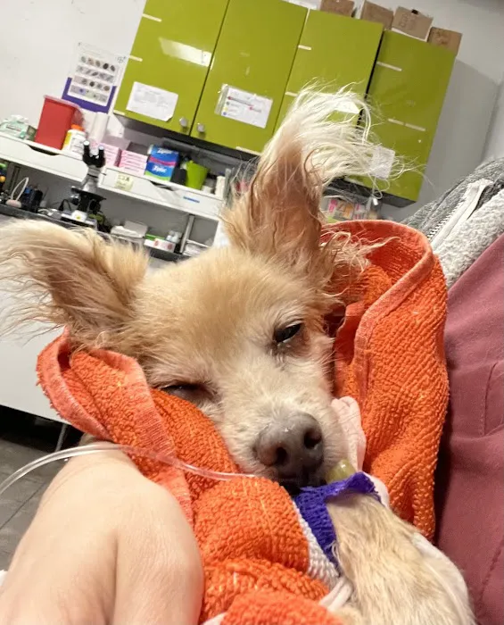 PAWSitive Veterinary of New York Picture 8