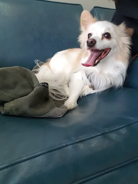 PAWSitive Veterinary of New York Picture 6